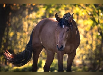 Oldenburger Mix, Wallach, 8 Jahre, 155 cm, Brauner
