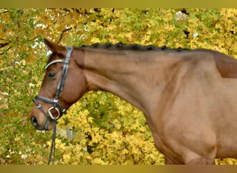 Oldenburger, Wallach, 8 Jahre, 160 cm, Brauner