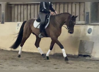 Oldenburger, Wallach, 8 Jahre, 160 cm, Brauner