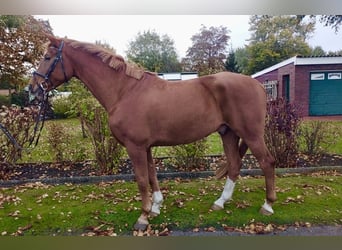 Oldenburger, Wallach, 8 Jahre, 165 cm, Fuchs