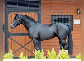 Oldenburger, Wallach, 8 Jahre, 165 cm, Rappe