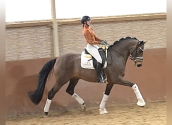 Oldenburger, Wallach, 8 Jahre, 166 cm, Dunkelbrauner