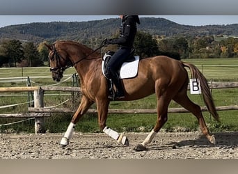 Oldenburger, Wallach, 8 Jahre, 166 cm, Fuchs