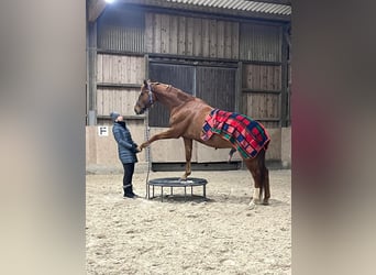 Oldenburger, Wallach, 8 Jahre, 166 cm, Fuchs