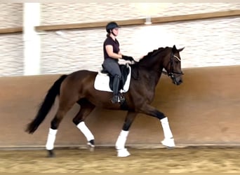 Oldenburger, Wallach, 8 Jahre, 167 cm, Brauner