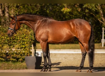 Oldenburger, Wallach, 8 Jahre, 167 cm, Brauner