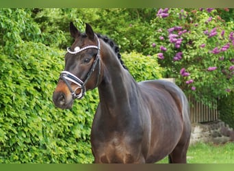 Oldenburger, Wallach, 8 Jahre, 167 cm, Dunkelbrauner