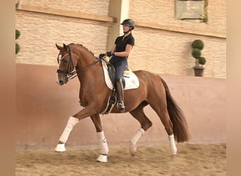 Oldenburger, Wallach, 8 Jahre, 167 cm, Fuchs