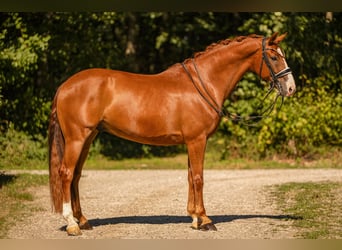 Oldenburger, Wallach, 8 Jahre, 167 cm, Fuchs