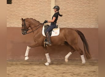 Oldenburger, Wallach, 8 Jahre, 167 cm, Fuchs