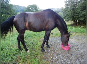 Oldenburger, Wallach, 8 Jahre, 168 cm, Dunkelbrauner