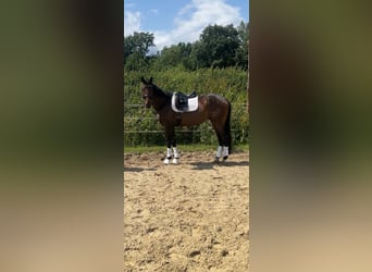 Oldenburger, Wallach, 8 Jahre, 168 cm, Dunkelbrauner