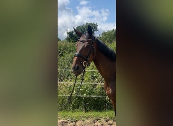 Oldenburger, Wallach, 8 Jahre, 168 cm, Dunkelbrauner