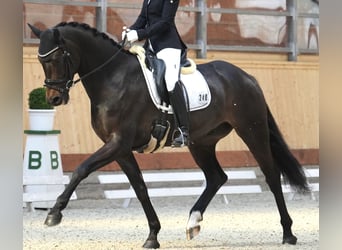 Oldenburger, Wallach, 8 Jahre, 168 cm, Dunkelbrauner