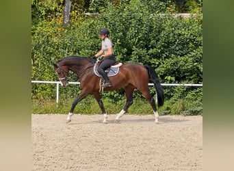 Oldenburger, Wallach, 8 Jahre, 168 cm, Dunkelbrauner