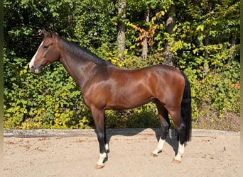 Oldenburger, Wallach, 8 Jahre, 168 cm, Dunkelbrauner