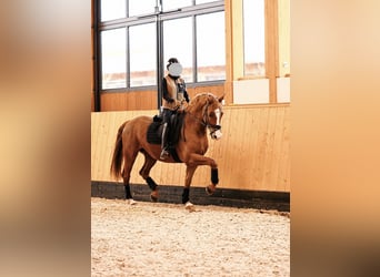 Oldenburger, Wallach, 8 Jahre, 168 cm, Fuchs