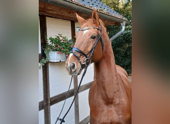 Oldenburger, Wallach, 8 Jahre, 168 cm, Fuchs