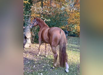 Oldenburger, Wallach, 8 Jahre, 168 cm, Fuchs