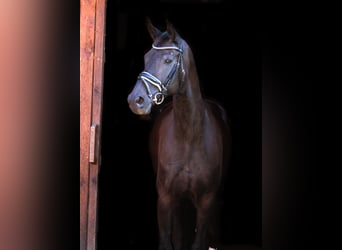 Oldenburger, Wallach, 8 Jahre, 168 cm, Rappe