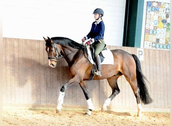 Oldenburger, Wallach, 8 Jahre, 169 cm, Brauner