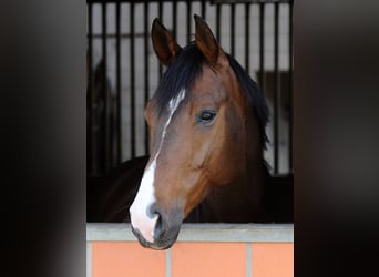 Oldenburger, Wallach, 8 Jahre, 169 cm, Brauner
