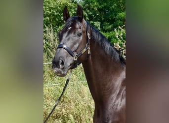 Oldenburger, Wallach, 8 Jahre, 170 cm, Dunkelbrauner