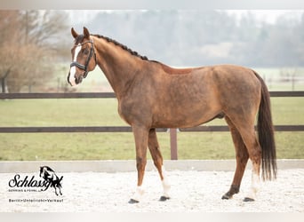 Oldenburger, Wallach, 8 Jahre, 170 cm, Dunkelfuchs