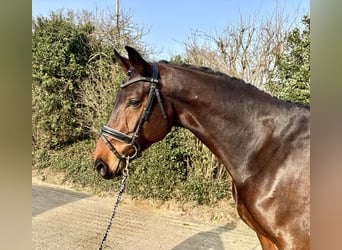 Oldenburger, Wallach, 8 Jahre, 171 cm, Brauner