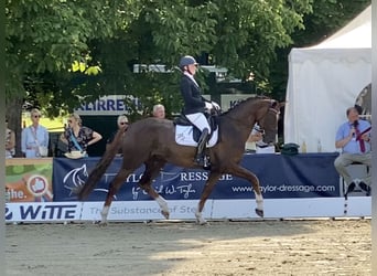 Oldenburger, Wallach, 8 Jahre, 171 cm, Dunkelfuchs