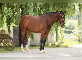 Oldenburger, Wallach, 8 Jahre, 172 cm, Brauner