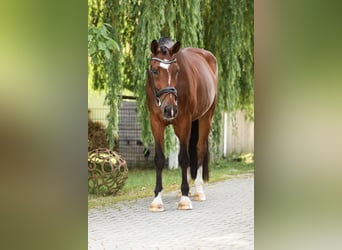 Oldenburger, Wallach, 8 Jahre, 172 cm, Brauner