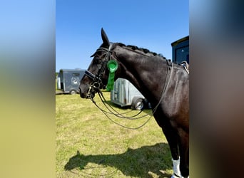 Oldenburger, Wallach, 8 Jahre, 172 cm, Rappe