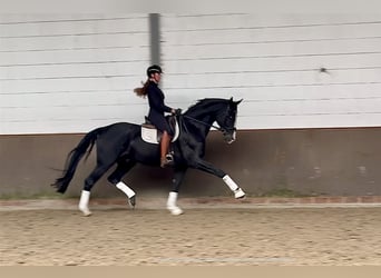 Oldenburger, Wallach, 8 Jahre, 172 cm, Rappe