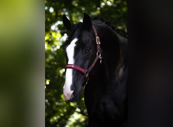 Oldenburger, Wallach, 8 Jahre, 172 cm, Rappe