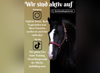 Oldenburger, Wallach, 8 Jahre, 172 cm, Rappe