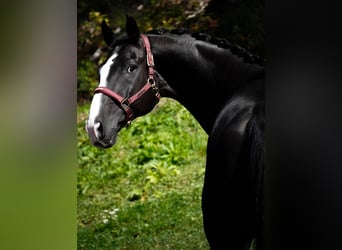 Oldenburger, Wallach, 8 Jahre, 172 cm, Rappe