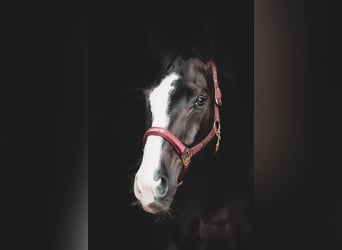 Oldenburger, Wallach, 8 Jahre, 172 cm, Rappe