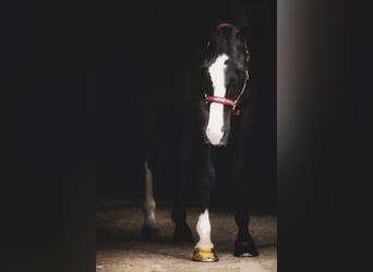 Oldenburger, Wallach, 8 Jahre, 172 cm, Rappe