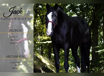Oldenburger, Wallach, 8 Jahre, 172 cm, Rappe