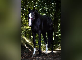 Oldenburger, Wallach, 8 Jahre, 172 cm, Rappe