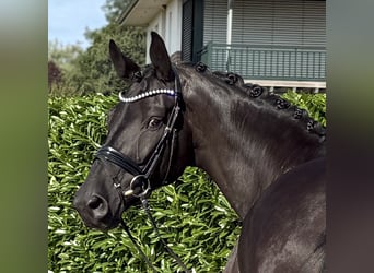 Oldenburger, Wallach, 8 Jahre, 172 cm, Rappe