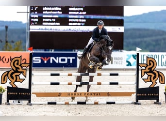 Oldenburger, Wallach, 8 Jahre, 172 cm, Rappe
