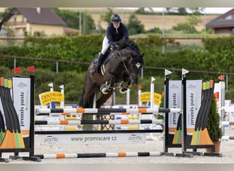 Oldenburger, Wallach, 8 Jahre, 172 cm, Rappe