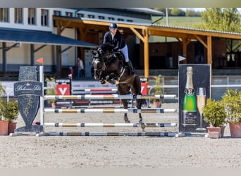 Oldenburger, Wallach, 8 Jahre, 172 cm, Rappe