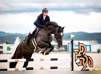 Oldenburger, Wallach, 8 Jahre, 172 cm, Rappe