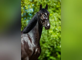 Oldenburger, Wallach, 8 Jahre, 172 cm, Rappe