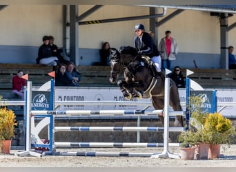 Oldenburger, Wallach, 8 Jahre, 172 cm, Rappe