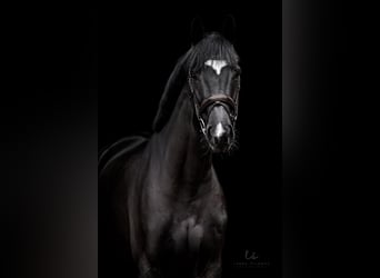 Oldenburger, Wallach, 8 Jahre, 172 cm, Rappe