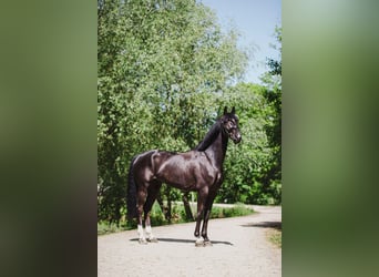 Oldenburger, Wallach, 8 Jahre, 172 cm, Rappe